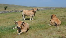 Vaches Aubrac sur le plateau